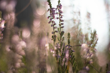 close-up of dewy natural heathers in a sunny forest clearing