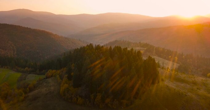 Aerial view: flying over beautiful mountain forest in Carpathian mountains in autumn at sunset. Beautiful spruce grove on a hill in sunlight.