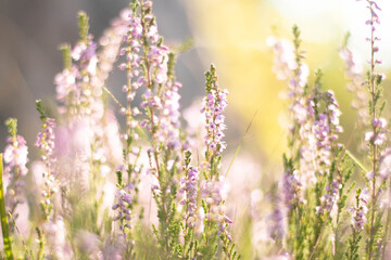 close-up of dewy natural heathers in a sunny forest clearing