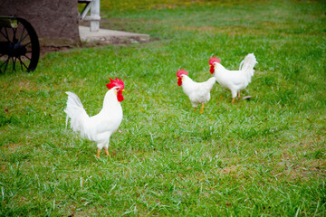 Chickens in a field