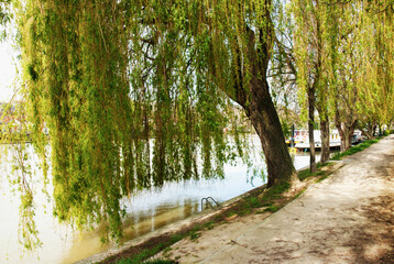Trees on the riverbank