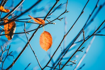 Bright Autumn leaf hanging onto a tree