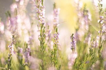 close-up of dewy natural heathers in a sunny forest clearing