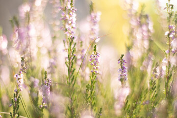 close-up of dewy natural heathers in a sunny forest clearing