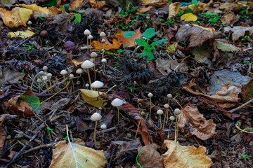White mushrooms on the ground in the autumn forest