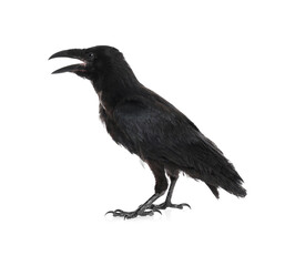 Obraz premium Beautiful black common raven on white background