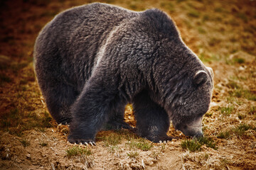 Brown bear (Ursus arctos) cub grazing in a forest, Yellowstone National Park, Wyoming, USA