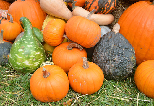 Autumn halloween pumpkins