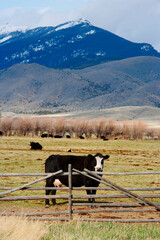 Cows in a field, Montana, USA
