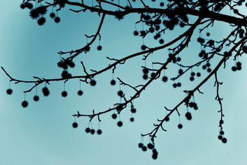 Low angle view of a branch of a tree