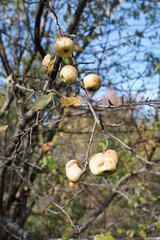 Apples On Apple Tree