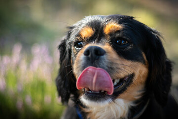 sweet smiling doggy at sunny day