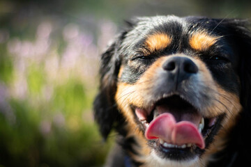 sweet smiling doggy at sunny day