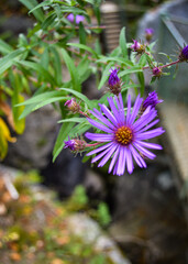purple little flower