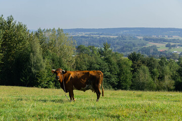 summer cow in the mountains 