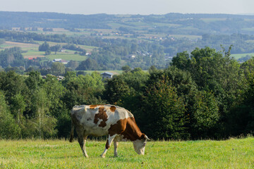 summer cow in the mountains 