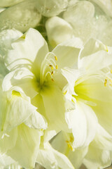 Close-up of white orchid flowers