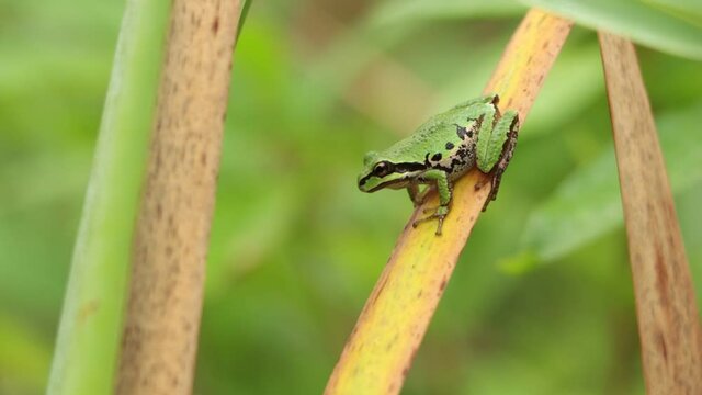 Pacific Tree Frog Sitting on Grass