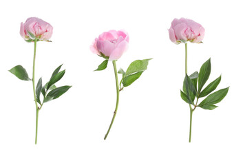 Set of beautiful pink peony flowers on white background