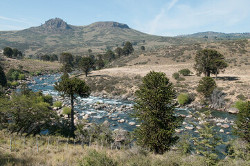 Stream flowing through a forest, Cordillera de los Andes, Argentina