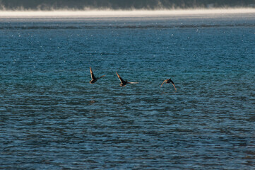 Ducks in flight, Moquehue Lake, Neuquen Province, Argentina