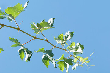 Low angle view of a grape vine, Fatima Valley, Chilecito, La Rioja Province, Argentina