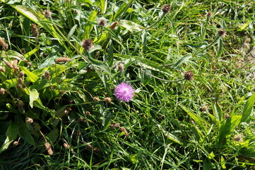 Green grass and purple cornflower