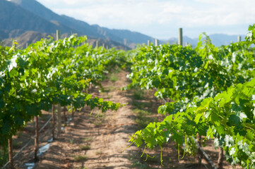 Fototapeta na wymiar Vineyard, Fatima Valley, Chilecito, La Rioja Province, Argentina