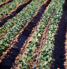 Crop in a field, California, USA