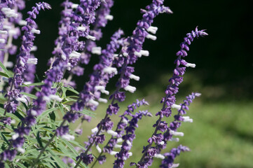 Salvia flowers blooming in field, Fatima Valley, Chilecito, La Rioja Province, Argentina