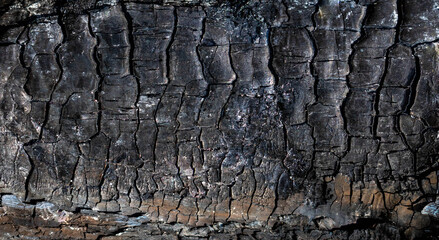 The texture of burnt wood, charcoal. Abstract background of burnt wood