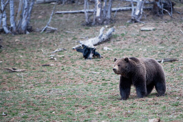 Brown bear cub (Ursus arctos) walking in a forest, Yellowstone National Park, Wyoming, USA
