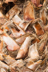 Structure of trunk of palm tree surface background. Texture of trunk palm tree closeup