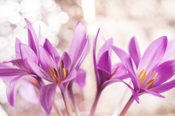 A bouquet of pink crocuses on a bokeh background. Greeting card, banner, background.