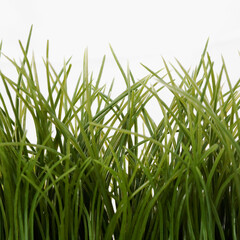 Fototapeta premium Close-up of wheatgrass