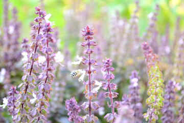 Blooming mint in the vegetable garden