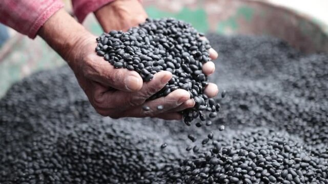 Frijol negro