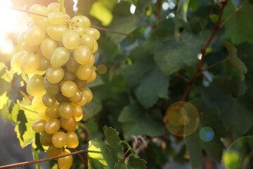 Bunch of ripe juicy grapes on branch in vineyard, closeup. Space for text