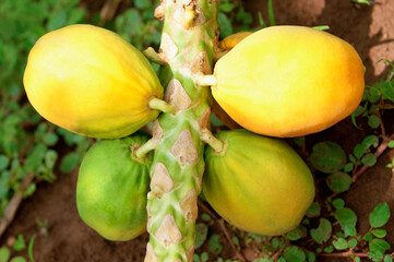 Close-up of papayas on a tree, Valle del Cauca, Colombia