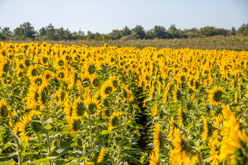 Bright yellow sunflowers in a sunflower field in the summer