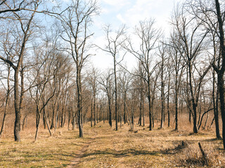 Obraz premium Mixed forest. Trees stand without leaves in the fall, winter, spring, forest background. Brown dry grass around a tree