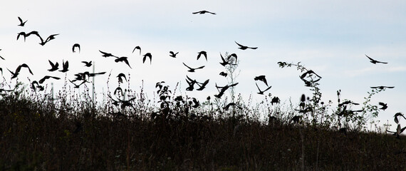bird silhouettes flying away banner