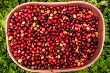 High angle view of coffee beans in a basket, Colombia