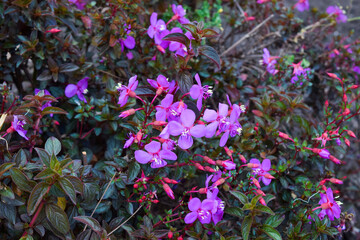 purple flowers