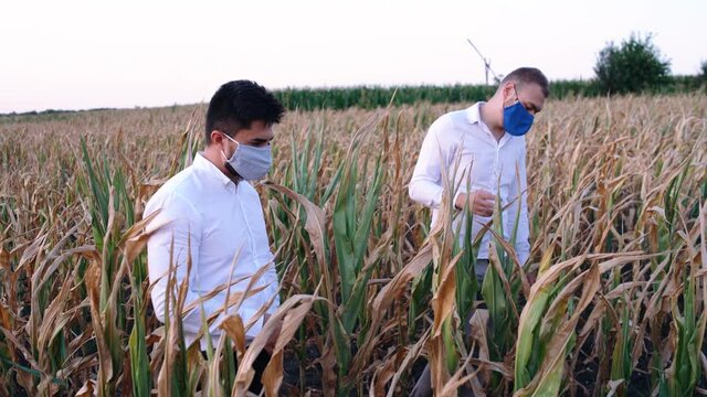 Young male farmers walking through a cornfield severely affected by drought. Close