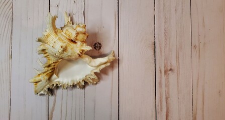 A single, beautiful conch shell displayed on a wooden background