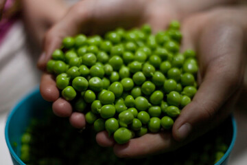 Female hands holding a handful of green peas.On the table is a bowl full of green peas