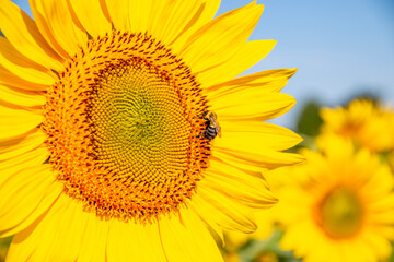 Fototapeta premium Bee looking for sum nectar on sunflowers in a sunflower field