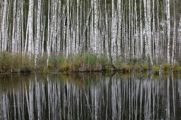 White birch trunks are reflected in the dark water of the lake.