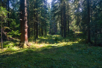 Forest closeup, beautiful summer landscape, sunlight shines through branches, trees with shadows.